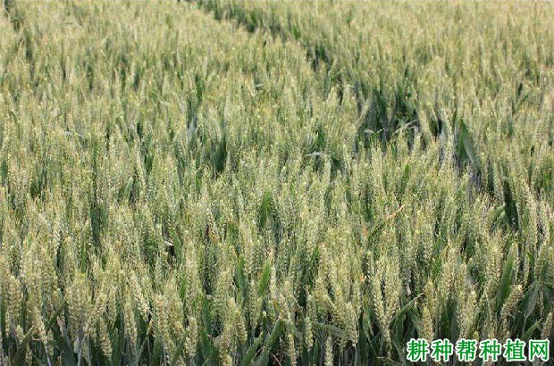 豫麦57号小麦品种好不好? 豫麦57号小麦品种好不好?
