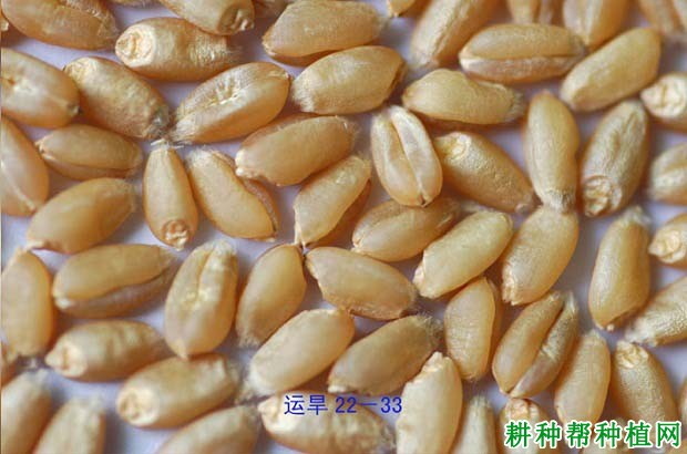运旱22-33小麦品种好不好? 运旱22-33小麦品种好不好?