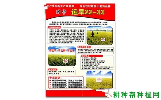 运旱22-33小麦品种好不好? 运旱22-33小麦品种好不好?