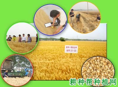 运旱22-33小麦品种好不好? 运旱22-33小麦品种好不好?