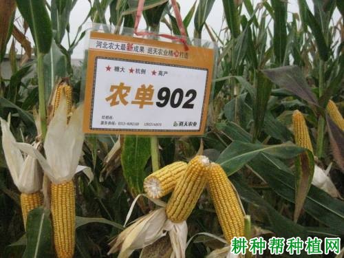 农单902玉米品种好不好? 农单902玉米品种好不好?