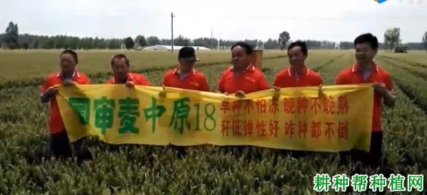 中原18小麦品种好不好? 中原18小麦品种好不好?