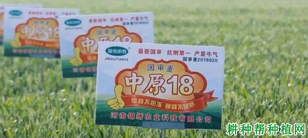 中原18小麦品种好不好? 中原18小麦品种好不好?