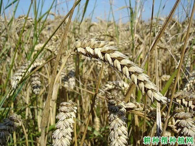 中原18小麦品种好不好? 中原18小麦品种好不好?