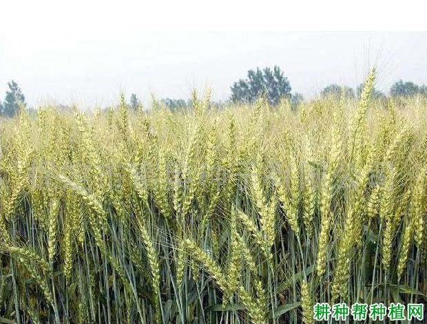 百农160小麦品种好不好? 百农160小麦品种好不好?