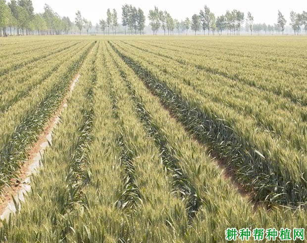 百农160小麦品种好不好? 百农160小麦品种好不好?