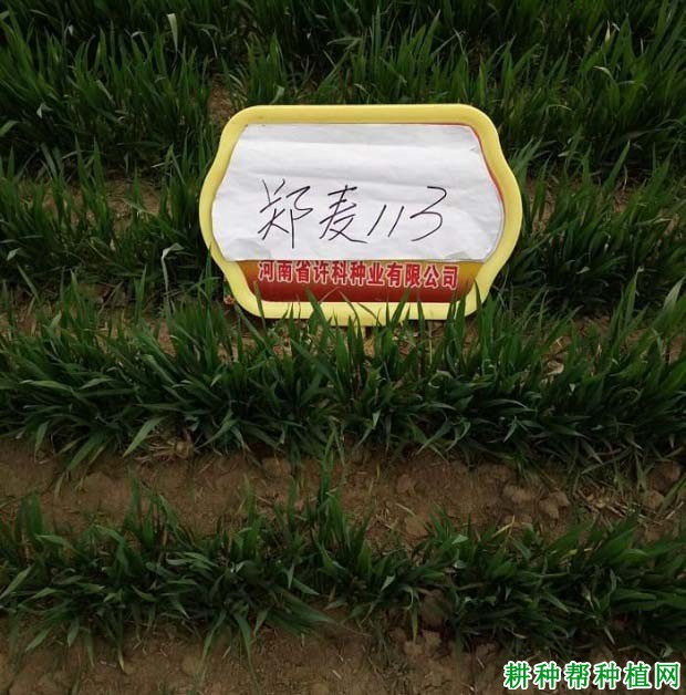 郑麦113小麦品种好不好? 郑麦113小麦品种好不好?