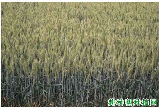 连麦2号小麦品种好不好? 连麦2号小麦品种好不好?