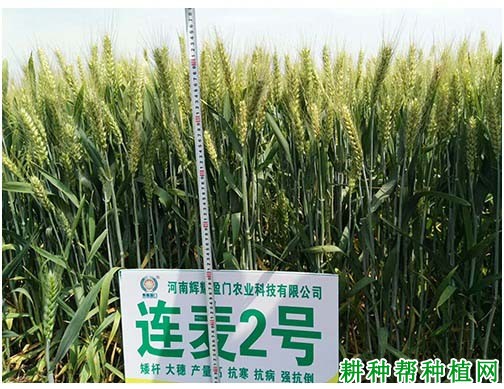 连麦2号小麦品种好不好? 连麦2号小麦品种好不好?