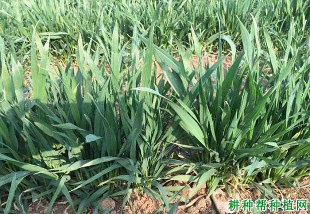 郑麦113小麦品种好不好? 郑麦113小麦品种好不好?