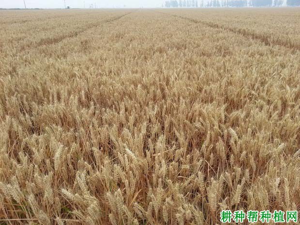 德研8号小麦品种好不好? 德研8号小麦品种好不好?