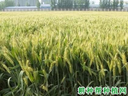 洛麦28小麦品种好不好? 洛麦28小麦品种好不好?