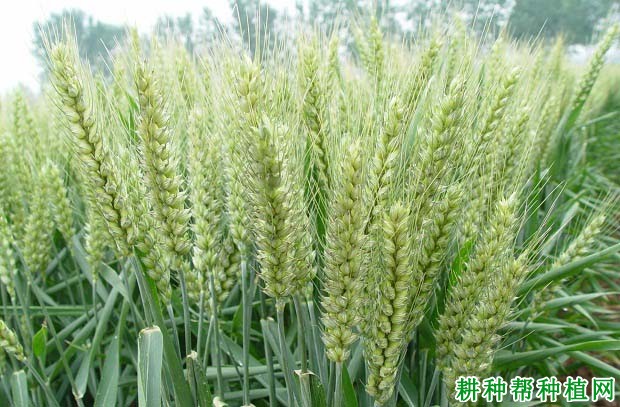 洛麦28小麦品种好不好? 洛麦28小麦品种好不好?