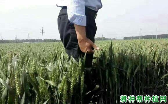 山农优麦2号小麦品种好不好? 山农优麦2号小麦品种好不好?