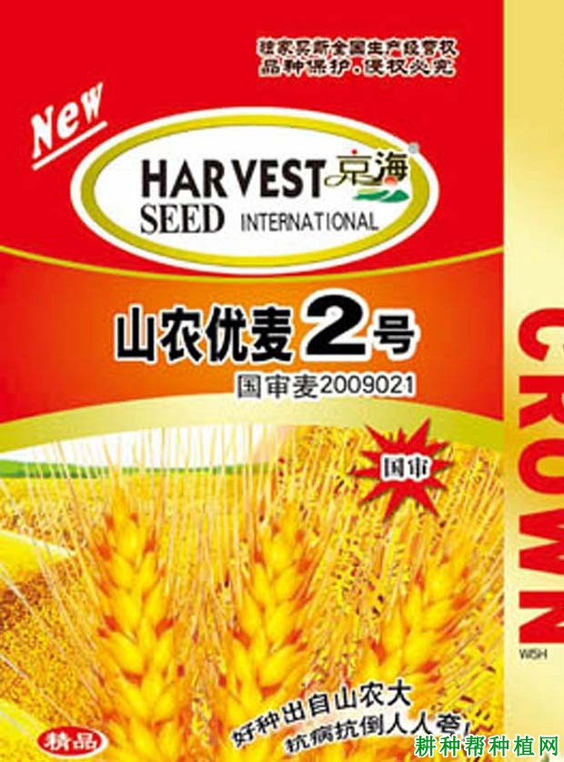山农优麦2号小麦品种好不好? 山农优麦2号小麦品种好不好?