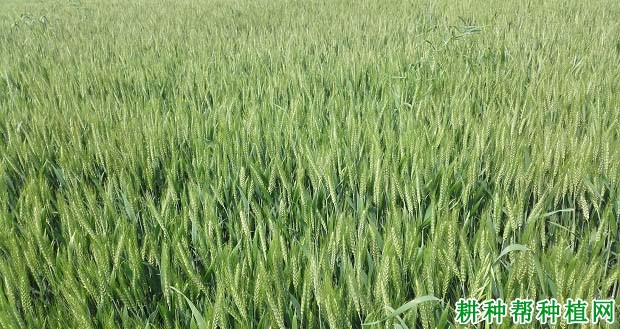 开麦22小麦品种好不好? 开麦22小麦品种好不好?