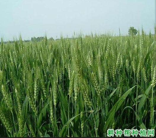 开麦22小麦品种好不好? 开麦22小麦品种好不好?