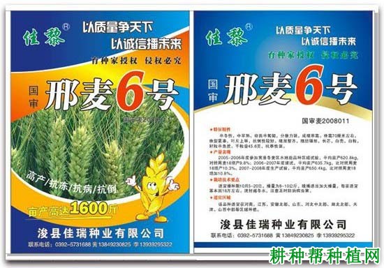 邢麦6号小麦品种好不好? 邢麦6号小麦品种好不好?