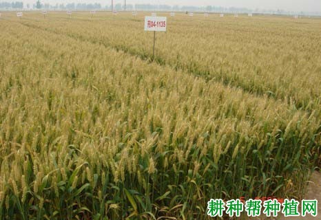 邢麦6号小麦品种好不好? 邢麦6号小麦品种好不好?