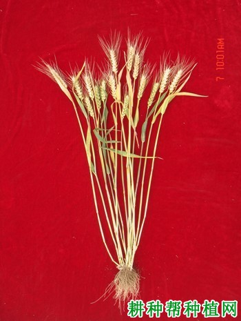 邢麦6号小麦品种好不好? 邢麦6号小麦品种好不好?