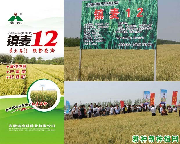 镇麦12号小麦品种好不好? 镇麦12号小麦品种好不好?
