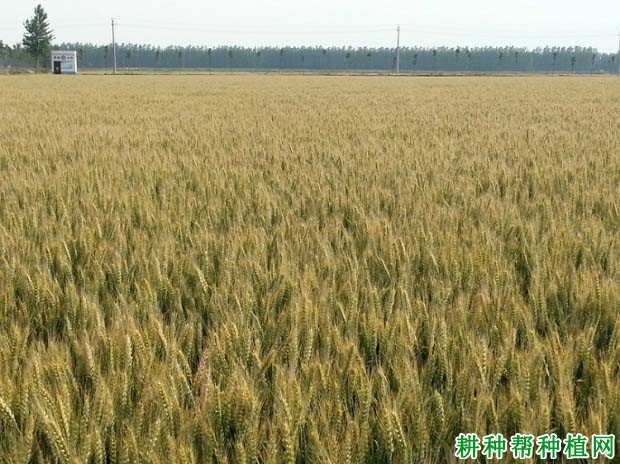 农大5181小麦品种好不好? 农大5181小麦品种好不好?