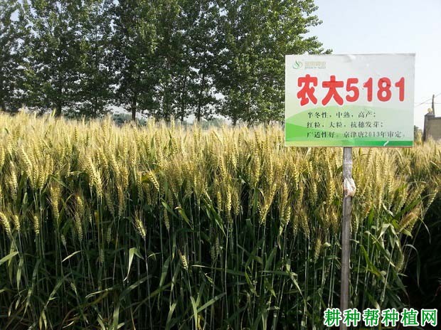 农大5181小麦品种好不好? 农大5181小麦品种好不好?