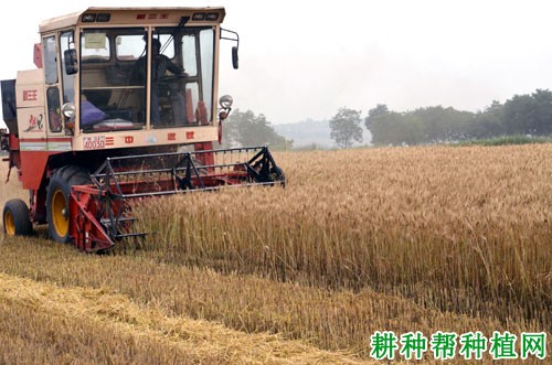 西农928小麦品种好不好? 西农928小麦品种好不好?