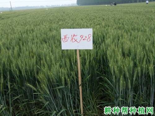 西农928小麦品种好不好? 西农928小麦品种好不好?