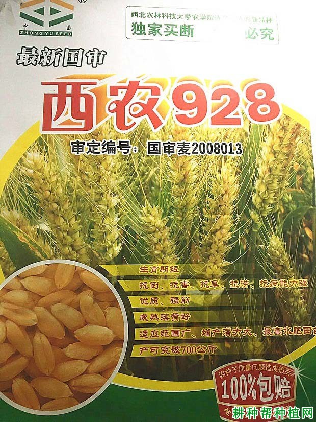 西农928小麦品种好不好? 西农928小麦品种好不好?