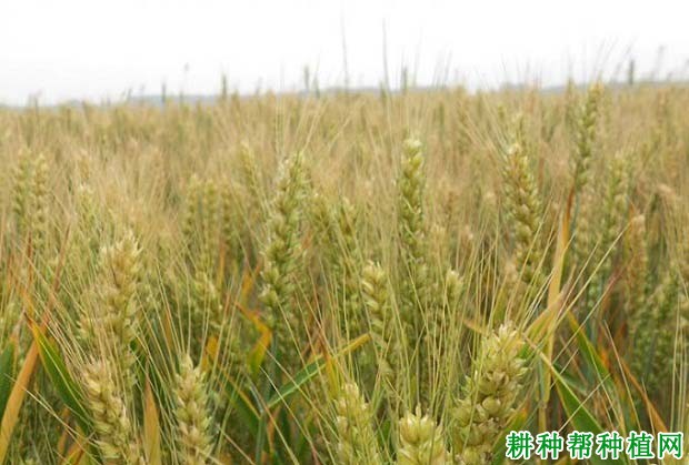汝麦0319小麦品种好不好? 汝麦0319小麦品种好不好?