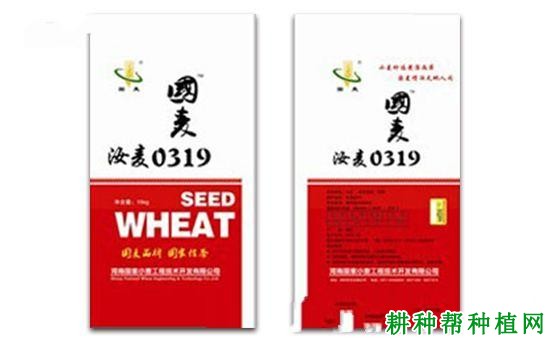 汝麦0319小麦品种好不好? 汝麦0319小麦品种好不好?