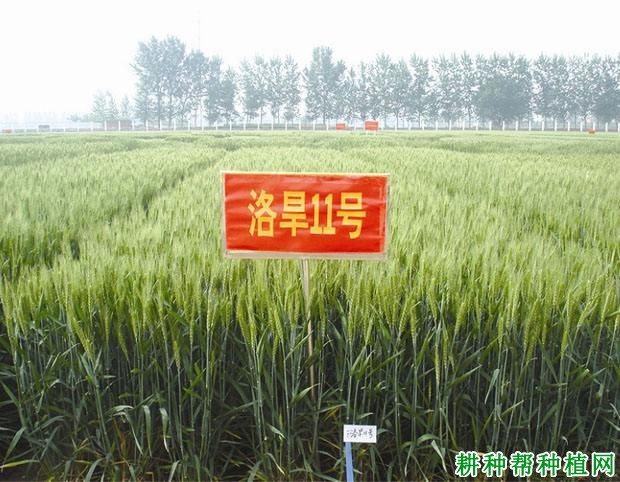 洛旱11小麦品种好不好? 洛旱11小麦品种好不好?