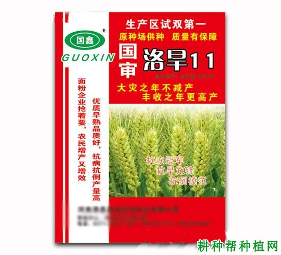 洛旱11小麦品种好不好? 洛旱11小麦品种好不好?