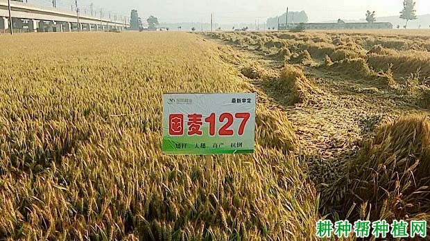 囤麦127小麦品种好不好? 囤麦127小麦品种好不好?