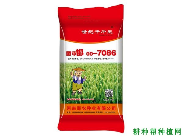 邯00-7086小麦品种好不好? 邯00-7086小麦品种好不好?