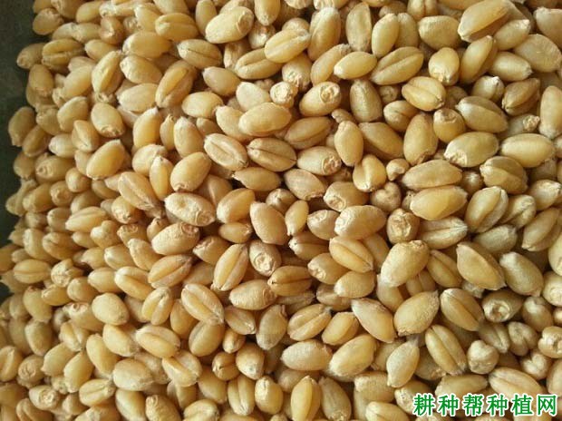 囤麦127小麦品种好不好? 囤麦127小麦品种好不好?