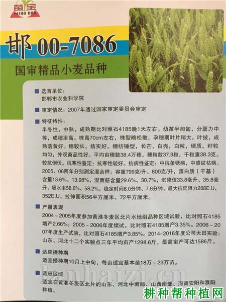 邯00-7086小麦品种好不好? 邯00-7086小麦品种好不好?
