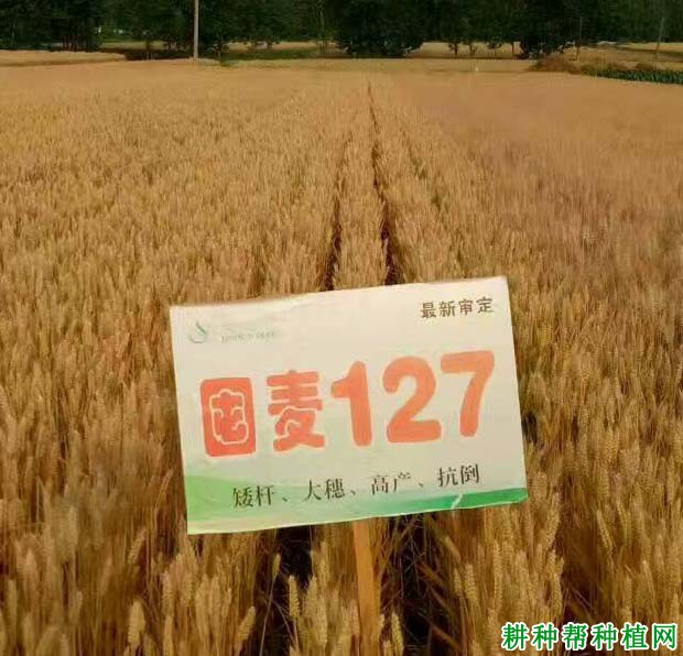 囤麦127小麦品种好不好? 囤麦127小麦品种好不好?