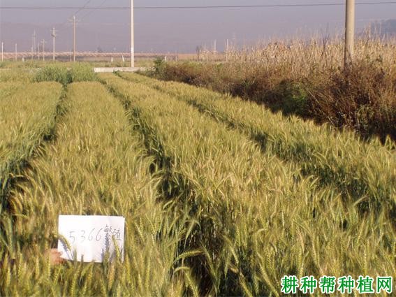 宁春50号小麦品种好不好? 宁春50号小麦品种好不好?