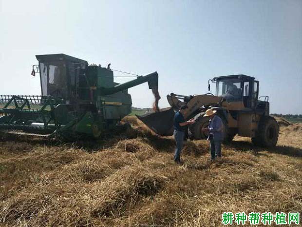 宁春50号小麦品种好不好? 宁春50号小麦品种好不好?