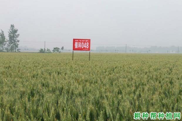 偃科048小麦品种好不好? 偃科048小麦品种好不好?