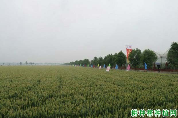 偃科048小麦品种好不好? 偃科048小麦品种好不好?