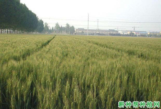 宛麦18小麦品种好不好? 宛麦18小麦品种好不好?