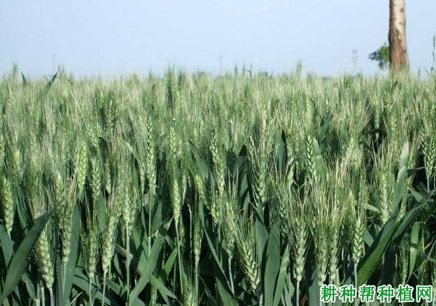 宛麦18小麦品种好不好? 宛麦18小麦品种好不好?