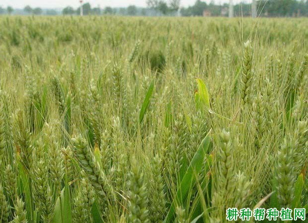 宛麦18小麦品种好不好? 宛麦18小麦品种好不好?
