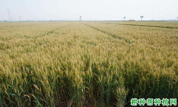 金穗116小麦品种好不好? 金穗116小麦品种好不好?