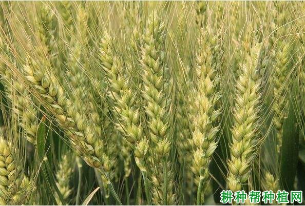 洛旱12小麦品种好不好? 洛旱12小麦品种好不好?