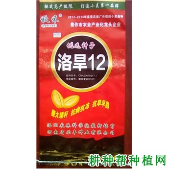 洛旱12小麦品种好不好? 洛旱12小麦品种好不好?