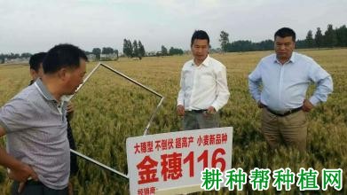 金穗116小麦品种好不好? 金穗116小麦品种好不好?